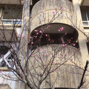 桜１